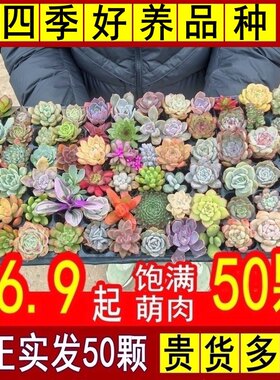 多肉植物品种大全精选肉肉组合室内豪华精美套餐办公室超萌小绿植