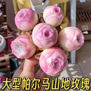 鸡蛋多肉植物盆栽组合花卉入门 帕尔马 大型帕尔马 大帕 山地玫瑰