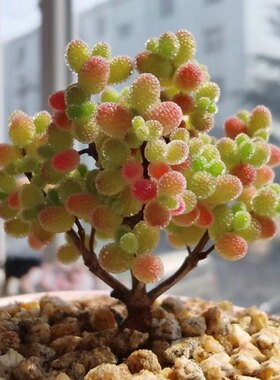 多肉植物枝干番杏冰晶番杏钻石糖球七彩蜜橘懒人好养办公室阳台