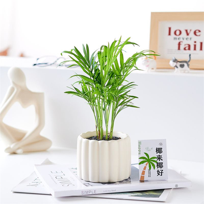 袖珍花椰子盆栽水培绿植花卉大型植物散尾葵夏威夷竹子凤尾竹富贵
