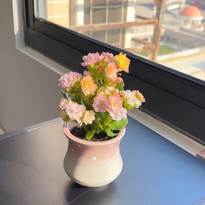 彩虹糖长寿花缤纷多彩花色带花苞开花多肉植物阳台绿植花卉盆栽