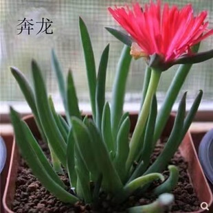 奔龙多肉会开花老桩多头四季可养开花植物净化空气室内办公室盆栽