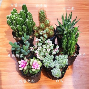 仙人球多肉植物批发万重山花卉绿植阳台室内好养盆栽