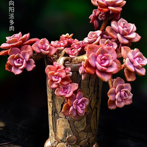 彩虹糖多肉植物盆栽办公桌窗台绿植群生多头肉肉