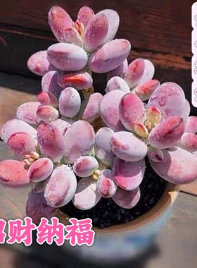 乒乓福娘群生老庄多头多肉植物组合盆栽办公室阳台桌面绿植花卉