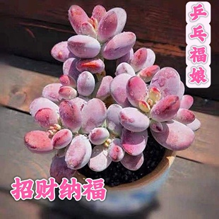 乒乓福娘群生老庄多头多肉植物组合盆栽办公室阳台桌面绿植花卉