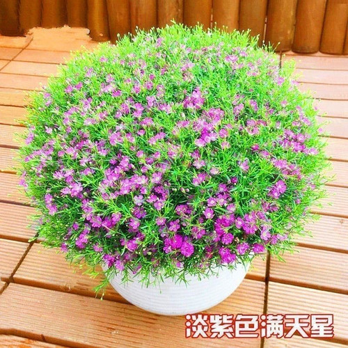 满天星绿植盆栽好养活客厅办公室盆景