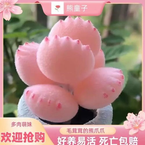多肉熊爪植物熊童子【锦】彩虹熊掌新款多肉室内阳台桌面盆栽绿植