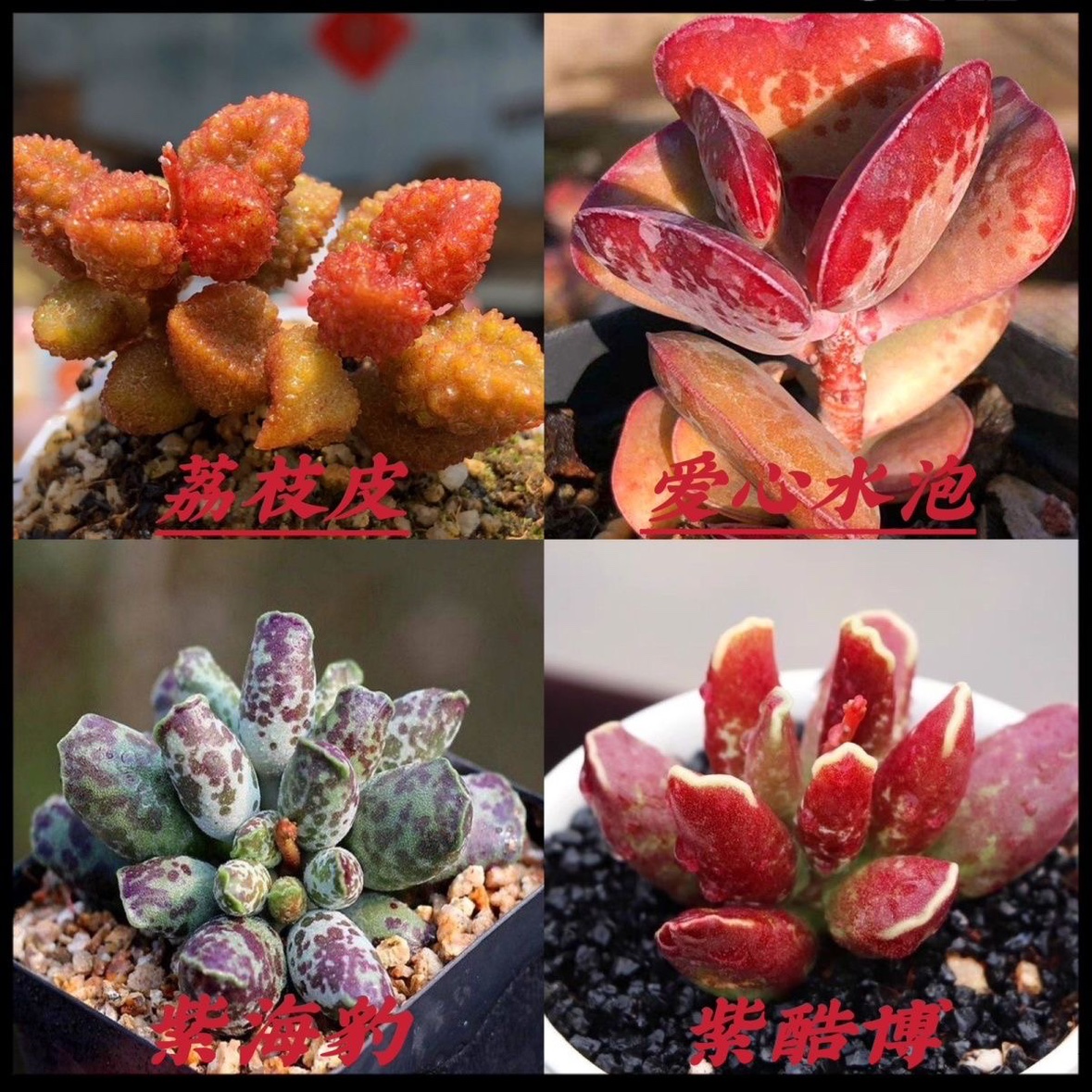 海豹多肉植物荔枝皮爱心水泡组合办公室盆栽阳台花卉新手植物好养
