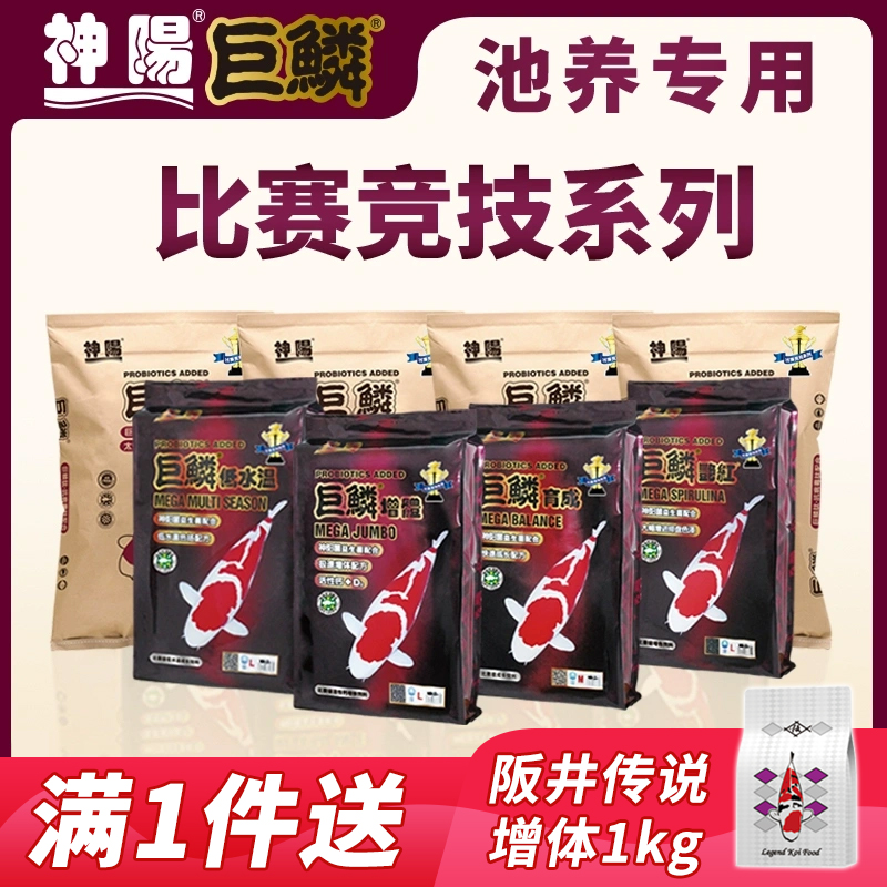 魚食神陽巨鱗錦鯉飼料比賽育成