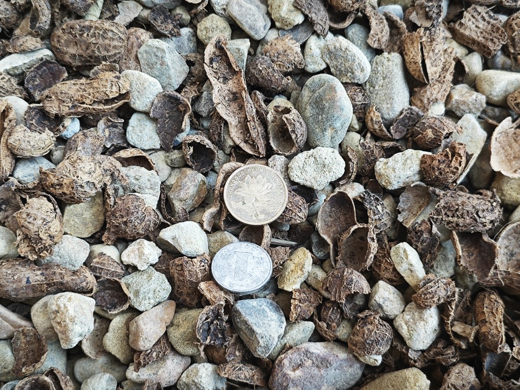 【剩手国兰】苗圃专用兰花植料 颗粒植料有机发酵 新手轻松掌握