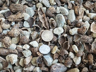 【剩手国兰】苗圃专用兰花植料 颗粒植料有机发酵 新手轻松掌握