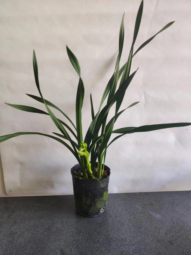 【剩手国兰】大花蕙兰黄金美人，正品黄金美人，行走的香水,鲜花速递/花卉仿真/绿植园艺,国兰/杂交兰/洋兰类,淘宝优惠券,粉丝福利购,淘宝优惠卷