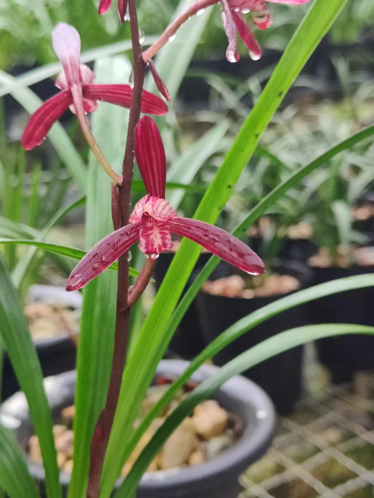 【剩手国兰】建兰墨宝 品质保证