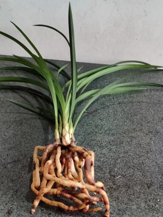 【剩手国兰】春兰张荷素,鲜花速递/花卉仿真/绿植园艺,国兰/杂交兰/洋兰类,淘宝优惠券,粉丝福利购,淘宝优惠卷