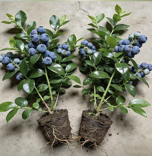 蓝莓树果苗盆栽蓝莓树苗果期带果草莓室内耐寒南北方四季结果