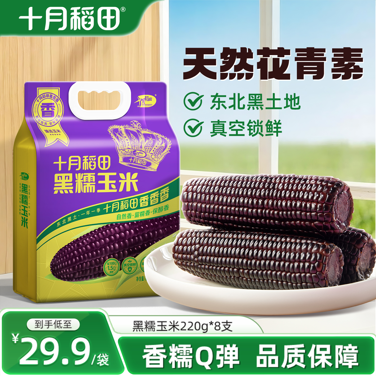 十月稻田黑糯玉米东北苞谷