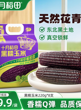 十月稻田黑糯玉米8根东北苞谷软糯甘甜大棒含花青素清香真空官方