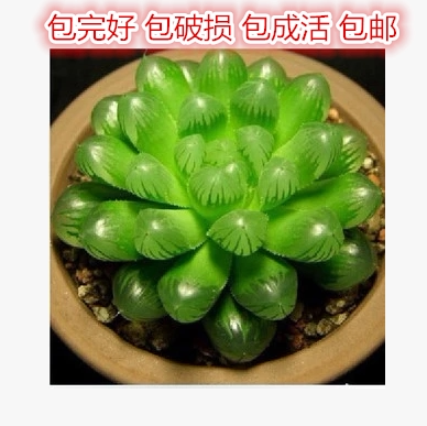 多肉植物盆栽 玉露 肉肉植物 多肉植物玉露 白牡丹 3件包邮  静夜