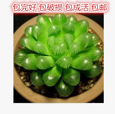 玉露白牡丹静夜多肉植物3件包邮