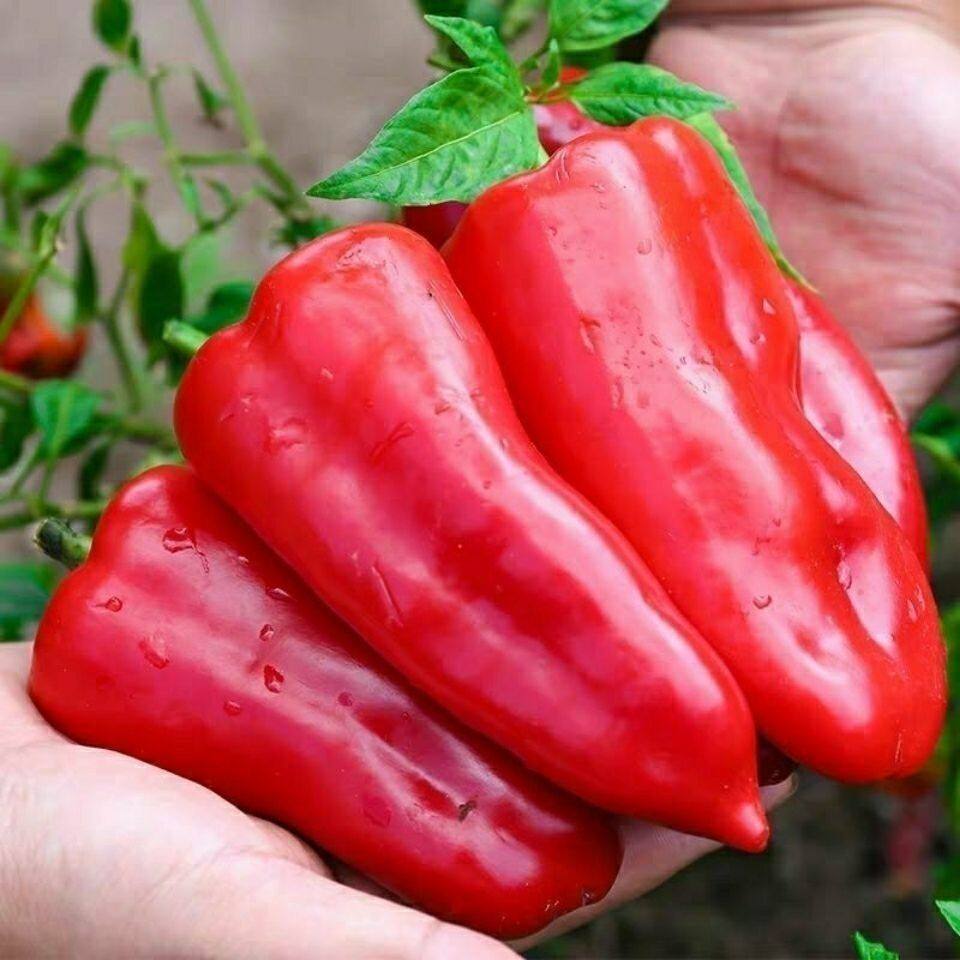 红辣椒新鲜5斤农家现摘大红辣椒泡椒自制剁椒辣椒酱鲜红辣椒包邮