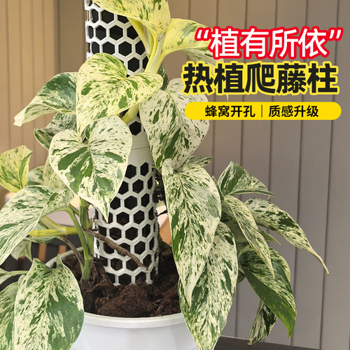 热植新型爬藤柱水苔柱