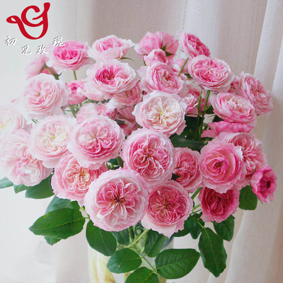 月季初见玫瑰园美观四季喜阳