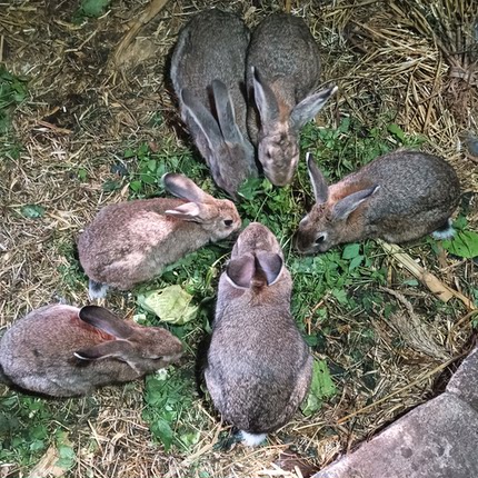 散养4斤比利时兔子活物大型可食用家养肉兔公母一对成年活体兔苗