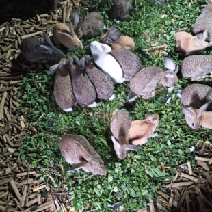 2斤散养兔肉兔活物大型比利时兔种兔青年兔可繁殖可食用活体兔苗