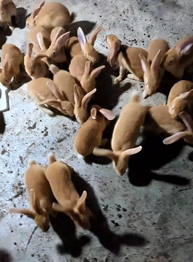 1斤比利时大型肉兔种兔活苗虎皮黄家兔活物家养月月兔可食用兔子