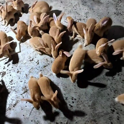 1斤比利时大型肉兔种兔活苗虎皮黄家兔活物家养月月兔可食用兔子