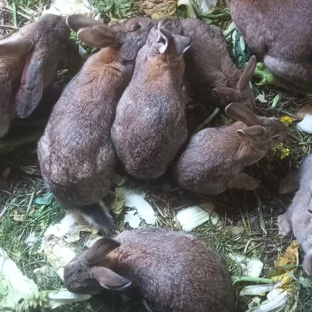 3斤散养比利时兔子活物巨型肉兔