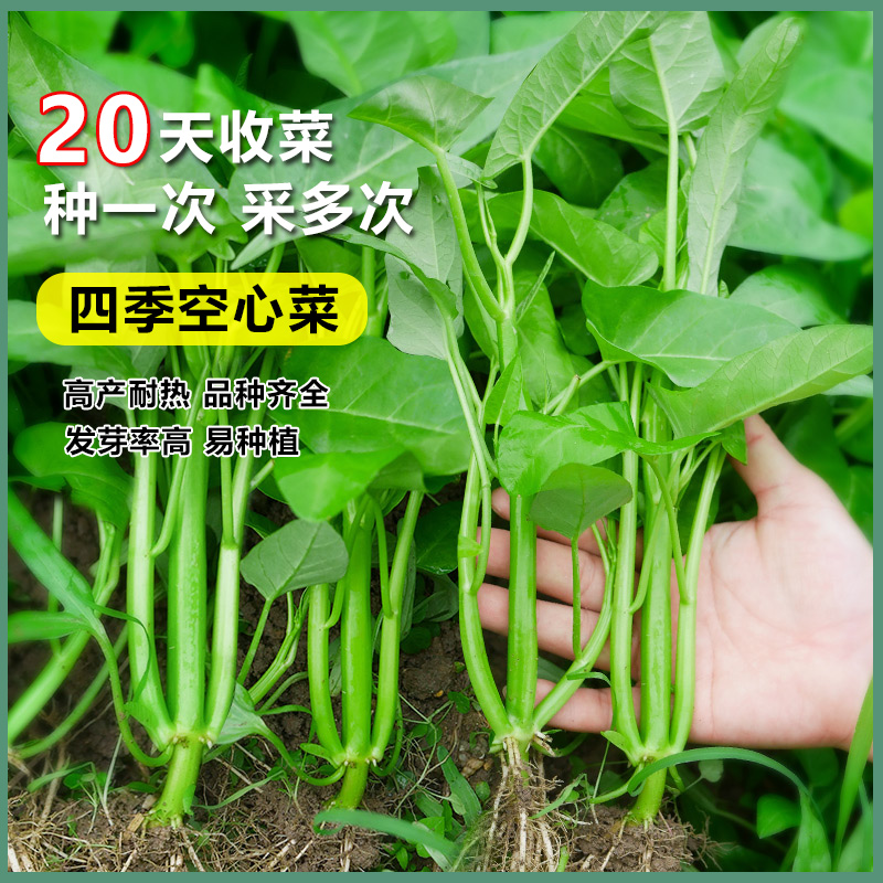 大叶空心菜菜籽阳台盆栽四季种植