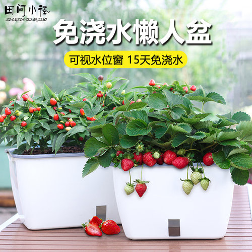 阳台种菜盆懒人自吸水花盆