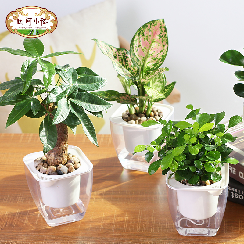 栀子花九里香文竹绿植盆栽室内花卉桌面观叶碧玉绿萝水培植物盆景