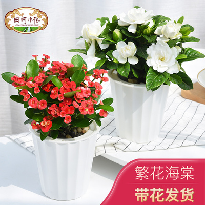 栀子花九里香铁海棠花卉绿植盆栽富贵竹水培植物办公室盆景发财树