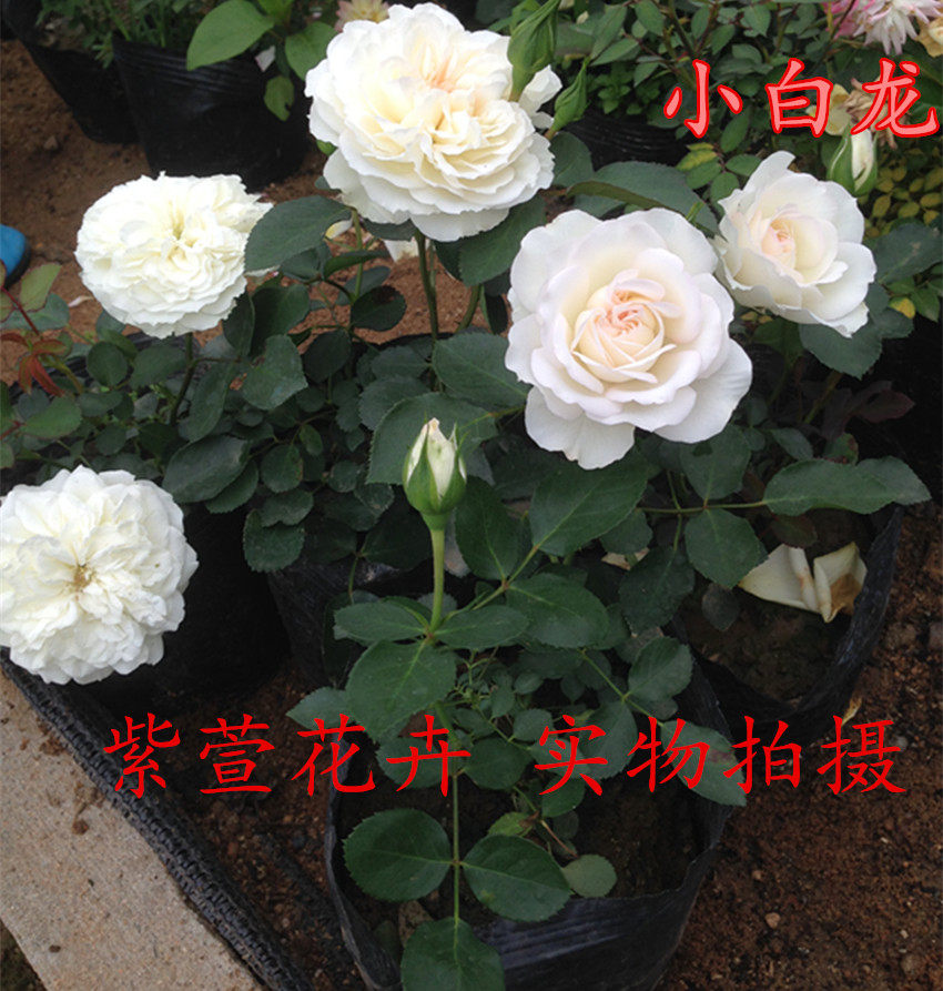 新品月季 小白龙 展示实物照片 微型大花月季清香 带花发货