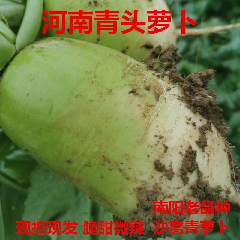 河南南阳青萝卜新鲜老品种青头萝卜农家青皮萝卜沙窝萝卜当季蔬菜,水产肉类/新鲜蔬果/熟食,萝卜/胡萝卜,淘宝优惠券,粉丝福利购,淘宝优惠卷