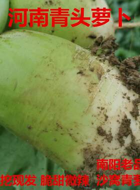 新鲜青皮萝卜湖北农家