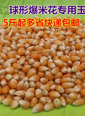 美式球形爆米花专用玉米