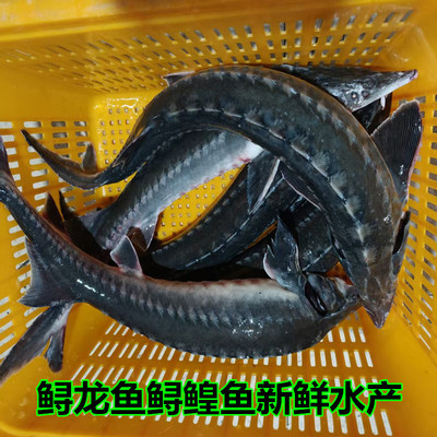 鲟龙鱼食用鲟鱼无刺软骨鱼鳇鱼