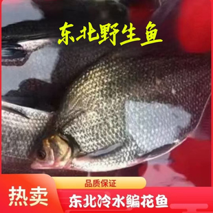 鳊鱼东北松花江大鳊鱼5斤装武昌鱼淡水鱼