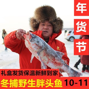 淡水湖鱼冬捕胖头鱼吉林松原查干宏广胖头鱼鲤鱼草鱼胖头鱼