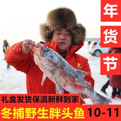 淡水湖10-11鱼胖头鱼查干湖