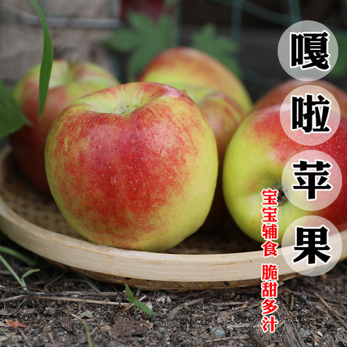 密云本地新鲜水果嘎啦苹果酸甜爽口现摘发货包邮3斤/5斤