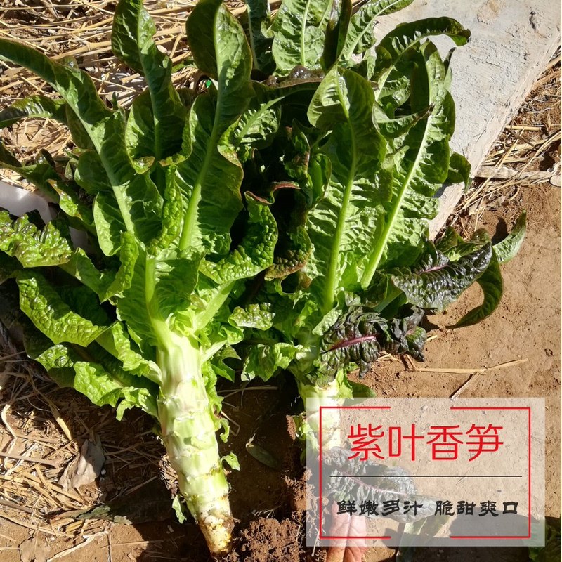 发香蔬菜,自带香味的植物叶子,100种香料认识及图片(第6页)_大山谷图库
