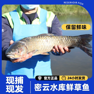 密之蓝天密云开河草鱼新鲜淡水鱼体型修长味道鲜美现捞净膛发货