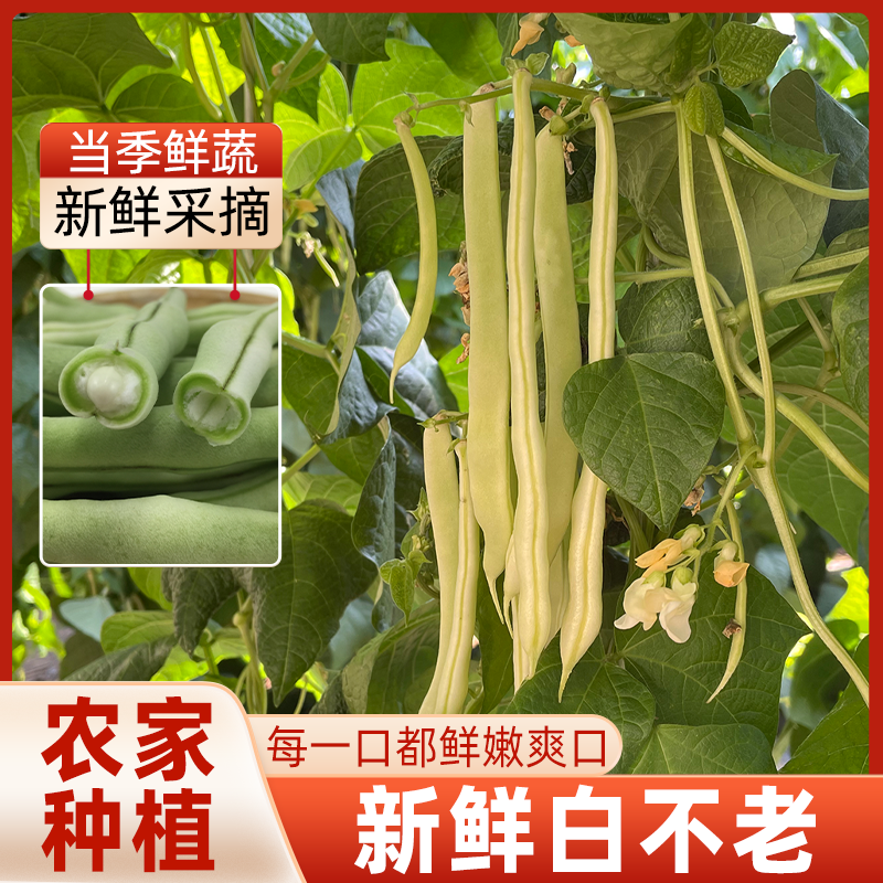 白不老豆角白豆角密云500g现摘