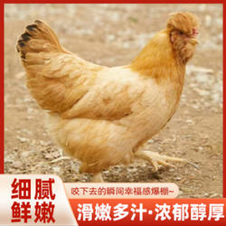 密之蓝天 北京油鸡 农家散养老油鸡 新鲜走地鸡柴鸡月子鸡约2斤重