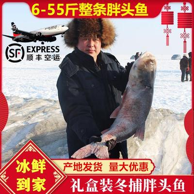 吉林松原礼盒装淡水湖冬捕胖头鱼